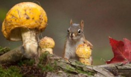 最新作品爆料软件推荐,一键掌握影视动态，尽享娱乐资讯盛宴